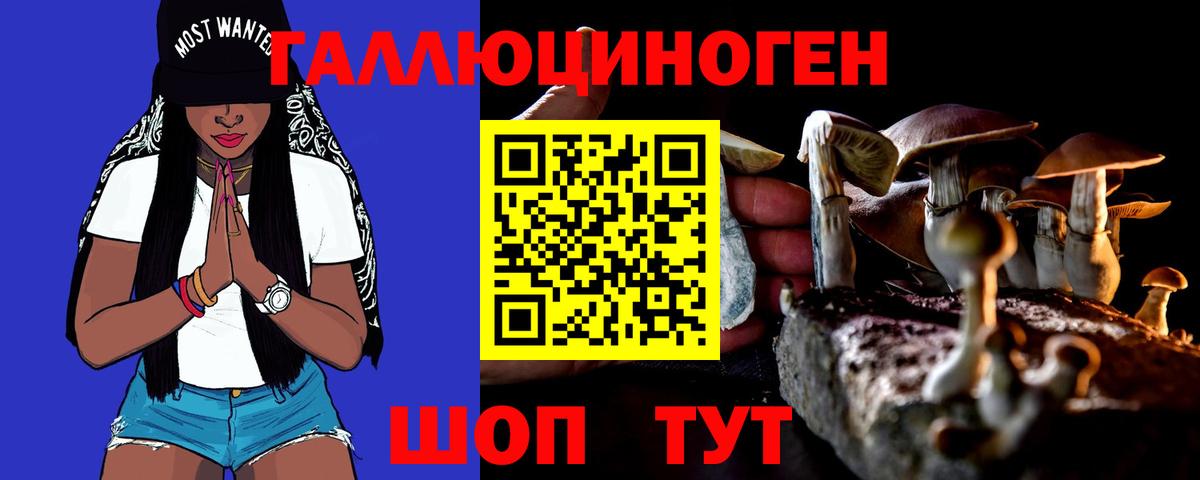 Галлюциногенные грибы Psilocybe Обнинск
